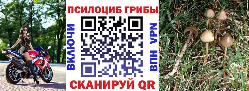 Псилоцибиновые грибы Psilocybe  Купить  Шагонар 